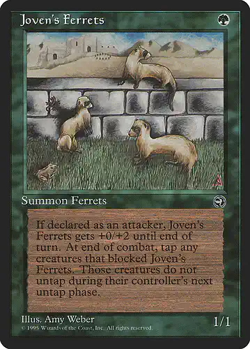 Joven's Ferrets - hml Spoiler